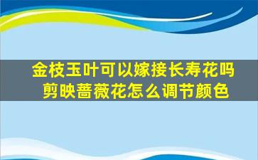 金枝玉叶可以嫁接长寿花吗 剪映蔷薇花怎么调节颜色